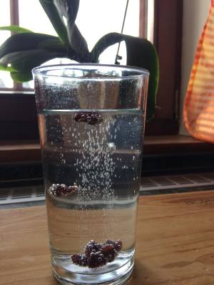 tančící brusinky tančící brusinky